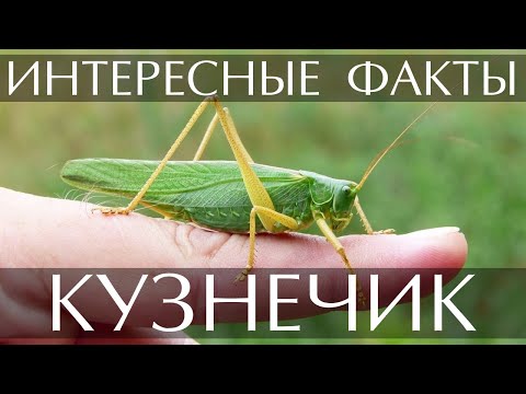 Кузнечик - интересные факты