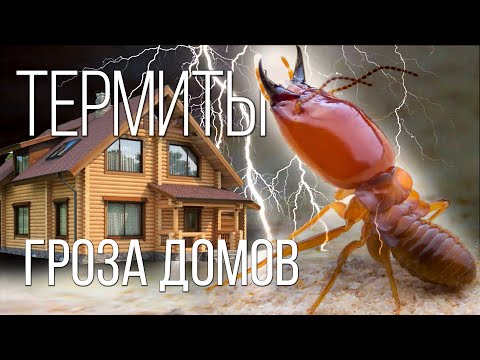 Термиты: Это вам не Муравьи | Интересные факты про насекомых