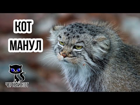 ✔ Манул – степной дикий кот, отшельник-одиночка