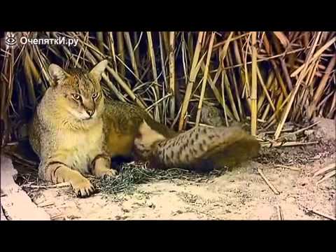 Камышовый кот в дикой природе