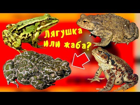 ЧЕМ отличается ЛЯГУШКА от ЖАБЫ, вы точно не знали это о жабе