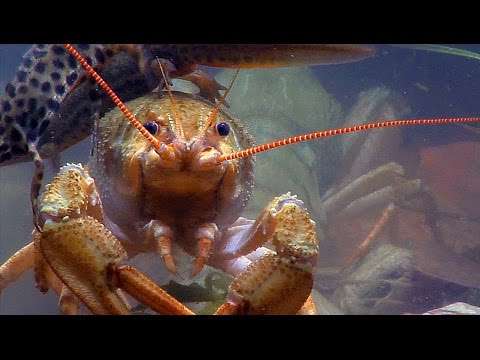 Широкопалый речной рак. European crayfish.