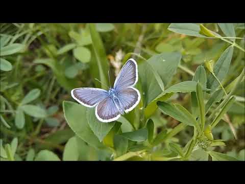 Брачный период у бабочки-голубянки