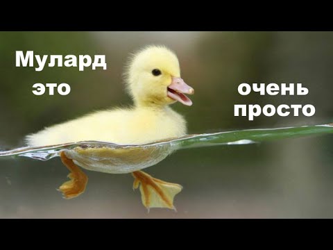 Утки муларды от покупки до забоя