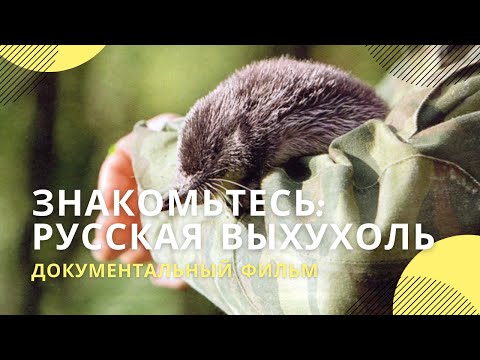 «Знакомьтесь: русская выхухоль» | Документальный фильм