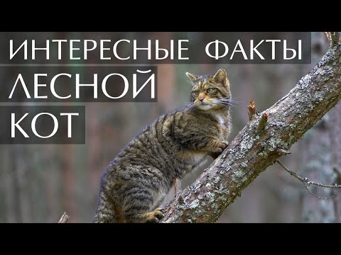 Лесной Кот - интересные факты