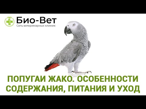 Попугай Жако 🐦 / Содержание, Питания и Уход / Сеть Ветклиник Био-Вет