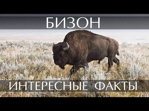 Бизон - интересные факты