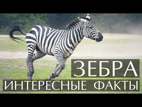 Зебра - интересные факты