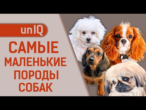 САМЫЕ МАЛЕНЬКИЕ ПОРОДЫ СОБАК В МИРЕ