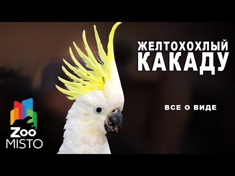 Желтохохлый какаду - Все о виде попугаев | Вид попугая - желтохохлый какаду