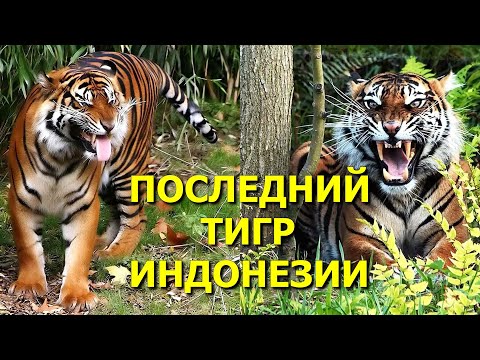 💛Самый мелкий из всех тигров в мире🐅 Как рычит большая кошка суматранский тигр