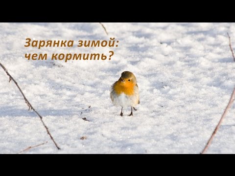 Зарянка зимой: чем кормить?