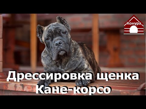 162. Дрессировка щенка кане корсо. Первая тренировка