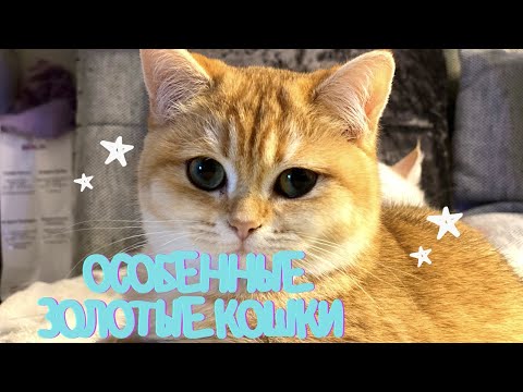 🤩 ОСОБЕННОСТИ ПОРОДЫ🙀ЗОЛОТАЯ БРИТАНСКАЯ ШИНШИЛЛА😻GOLDEN KITTENS👑