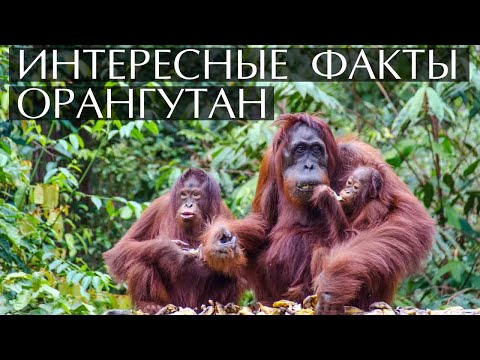 Орангутан - интересные факты