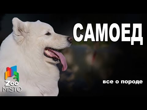 Самоедская собака - Все о породе собаки | Собака породы - Самоедская собака