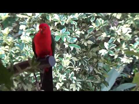 King Parrot. Прилетел Королевский Попугай