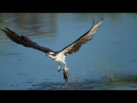 СКОПА В ДЕЛЕ! Рыбный истребитель, от когтей которого не уйдет НИКТО!