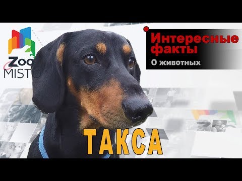 Такса - Интересные факты о породе