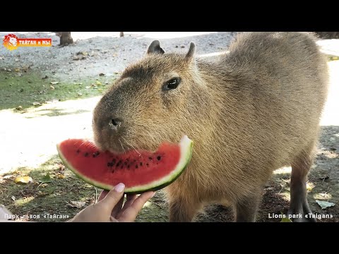Вкусный арбуз для милого Капитошки. Капибара. Тайган. Life capybara Kapitoshka in Taigan