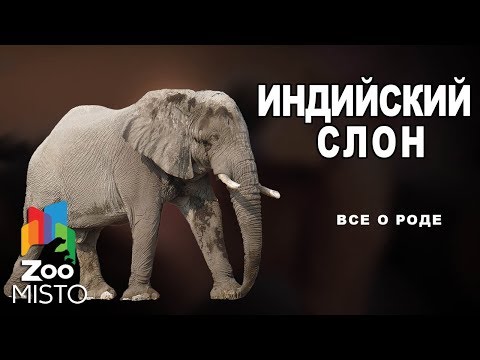 Индийский слон - Все о млекопитающем | Вид слоновых