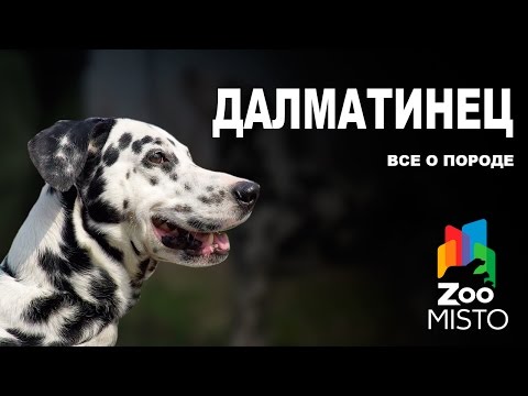 Далматинец - Все о породе собаки | Собака породы Далматин