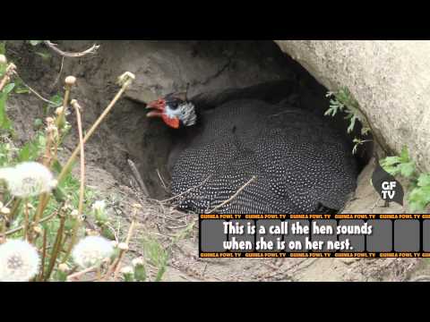 Guinea Fowl Hen Sounds &amp; Nest Calls