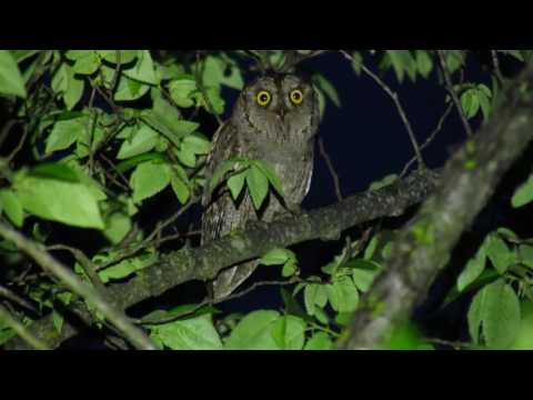 Голоса птиц. Сплюшка. (Eurasian scops owl song)