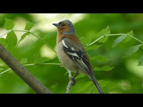 Пение зяблика. Голоса птиц. Common chaffinch song. AllVideo.