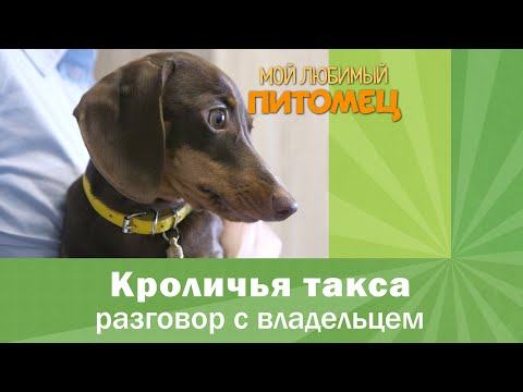 Кроличья такса. РАЗГОВОР С ВЛАДЕЛЬЦЕМ: характер, особенности содержания, сложности породы.