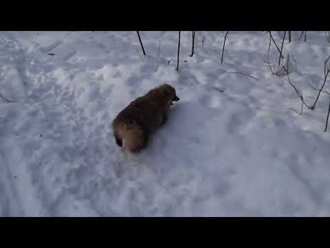 &quot;Нападение&quot; енотовидной собаки в рязанском лесу