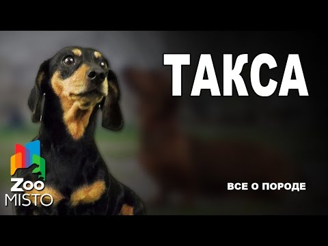 Такса - Все о породе собаки | Собака породы Такса