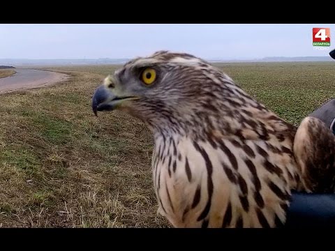 В объективе натуралиста. Ястреб-тетеревятник. 13.03.2017