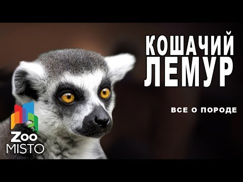 Кошачий лемур - Все о виде приматов | Примат вида - кошачий лемур