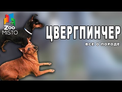 Цвергпинчер - Все о породе