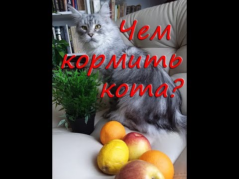 Питание породистых кошек. Мейн-куны