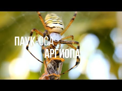 ПАУК - ОСА АРГИОПА || ЖИВАЯ ЗЕМЛЯ