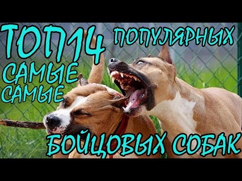 ТОП14 Самые популярные бойцовые породы собак + БОНУС - ОКЕАН ФАКТОВ