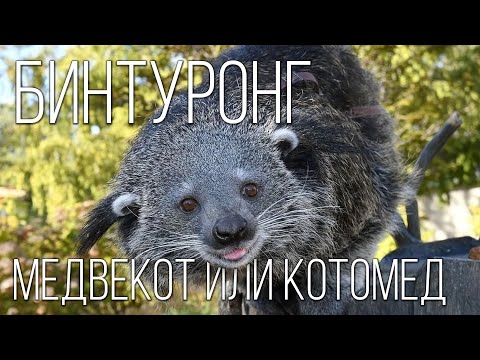 Бинтуронг: Добрый &quot;кошачий медведь&quot; | Интересные факты про бинтуронга