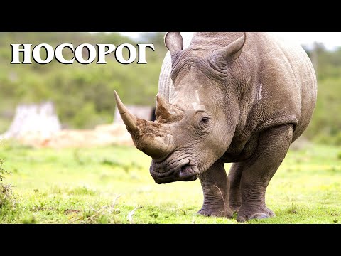 Белый носорог: Исчезающий вид носорогов | Интересные факты про носорогов