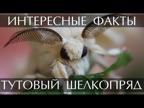 Тутовый Шелкопряд - интересные факты