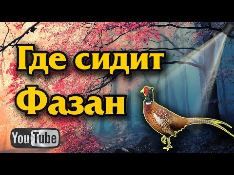 Где сидит фазан. Места обитания фазана.