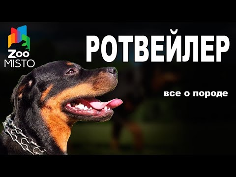 Ротвейлер - Все о породе собаки | Собака породы - Ротвейлер