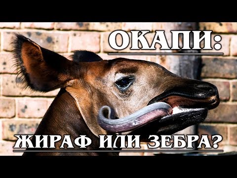 ОКАПИ: Древний гибрид зебры и жирафа | Интересные факты про окапи