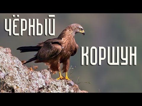 Чёрный коршун. Неожиданные факты (Птицы России) Фильм 71