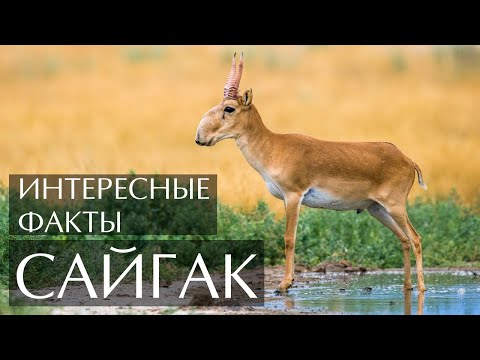 Сайгак интересные факты (Сайга)