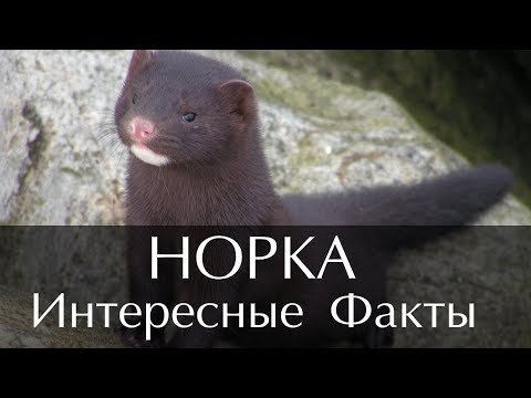 Интересные факты о Норке