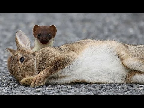 Горностай - хитрый дружок ласки и дальний родственник медоеда! Горностай против зайцев, кроликов...