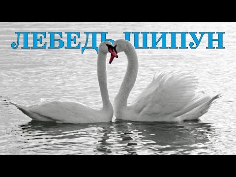 Лебедь-шипун (справочник)